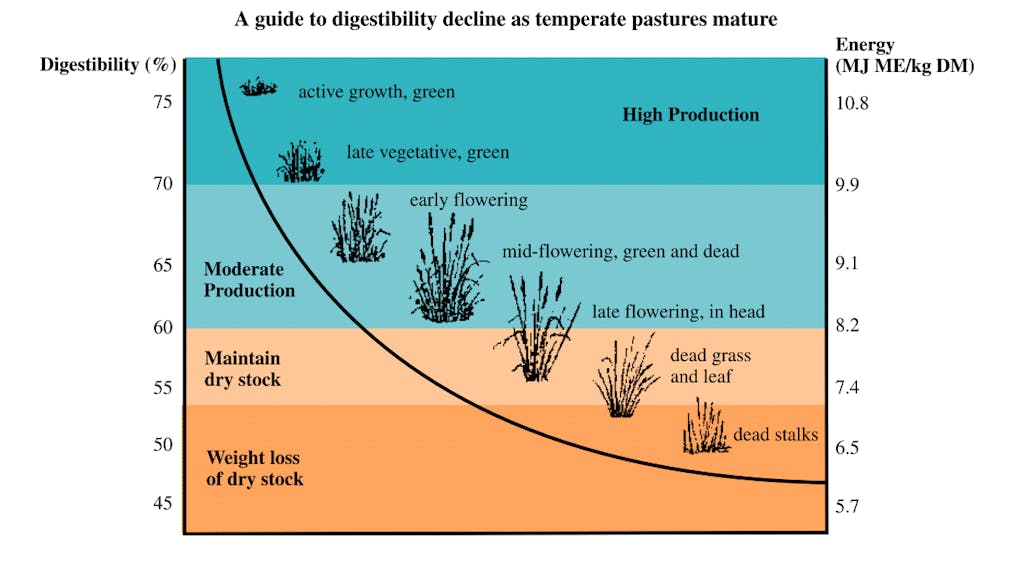 relationship between digestibility and plant maturity in temperate pasture